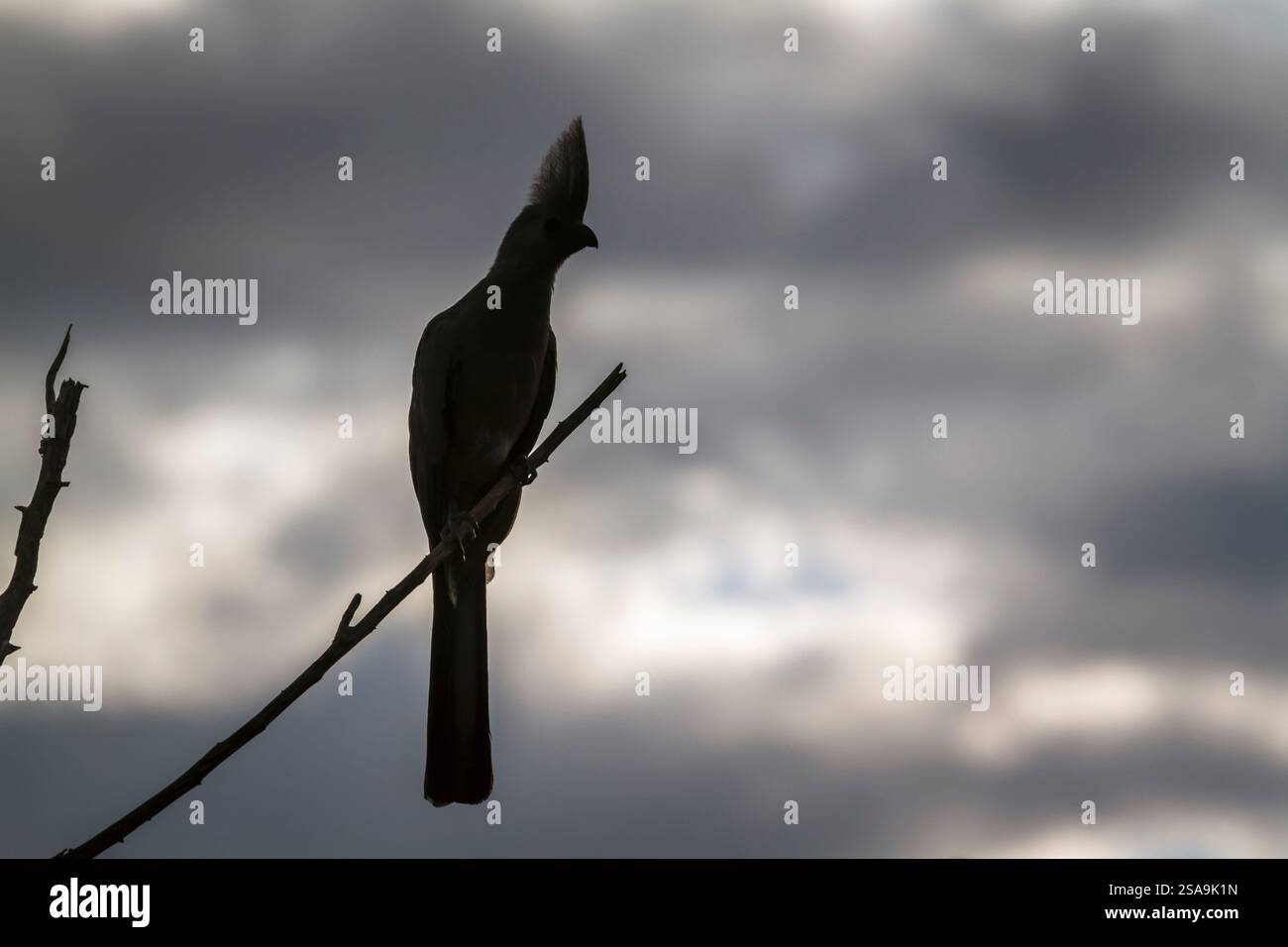 Graue Vogelsilhouette, isoliert am bewölkten Himmel im Kruger-Nationalpark, Südafrika; Specie Corythaixoides concolor Familie der Musophagidae Stockfoto