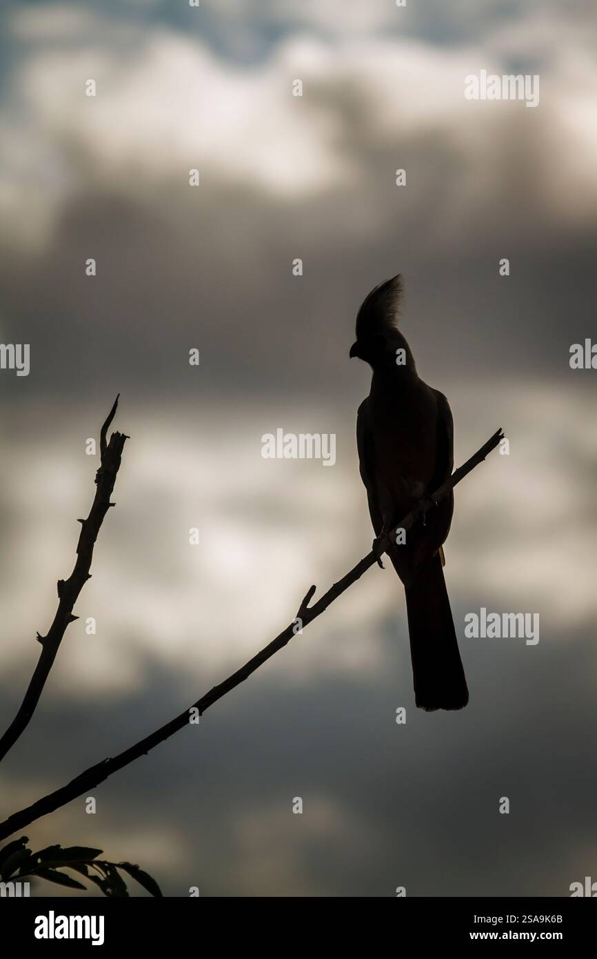 Graue Vogelsilhouette, isoliert am bewölkten Himmel im Kruger-Nationalpark, Südafrika; Specie Corythaixoides concolor Familie der Musophagidae Stockfoto