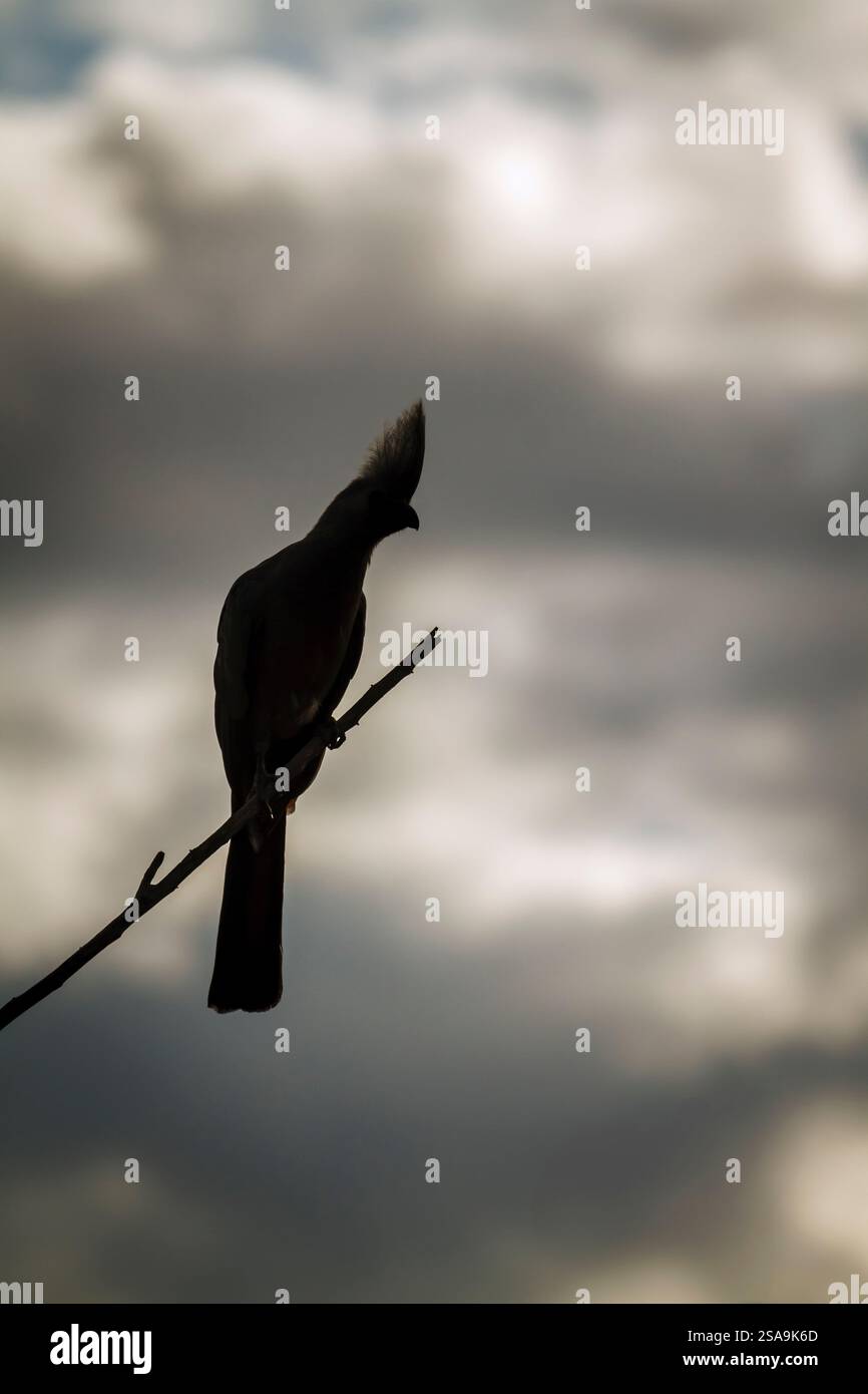 Graue Vogelsilhouette, isoliert am bewölkten Himmel im Kruger-Nationalpark, Südafrika; Specie Corythaixoides concolor Familie der Musophagidae Stockfoto