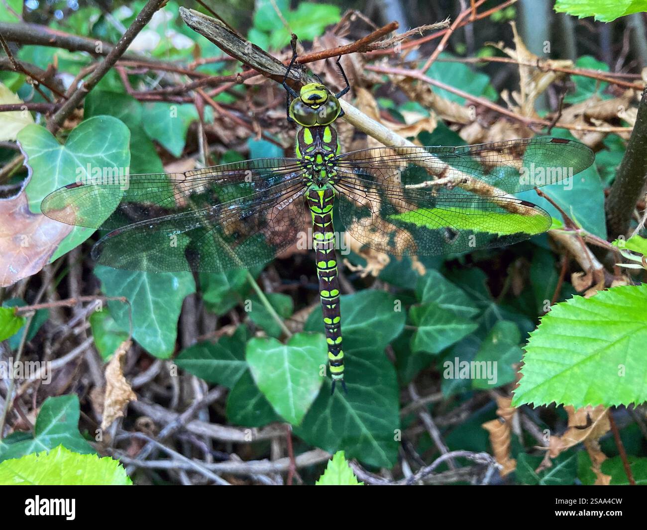 Nahaufnahme eines großen Südstaaten-Hawkers, Libelle, in einer Hecke, auf einem Campingplatz in Alencon, Normandie, Frankreich - Smartphone-aufgenommenes Stockfoto