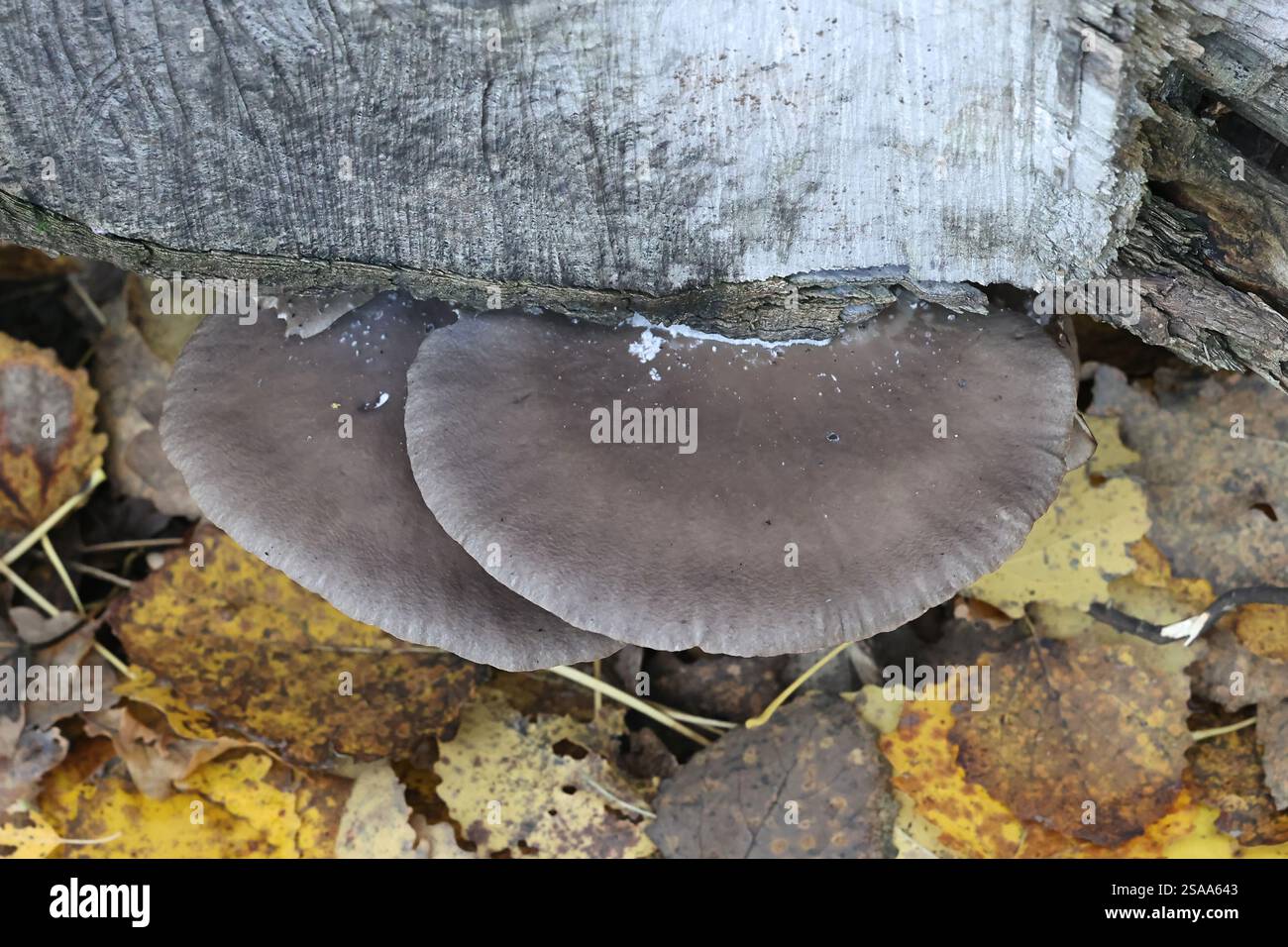 Pleurotus ostreatus, der Oyster mushroom, eine köstliche Pilz wächst wild in Finnland Stockfoto