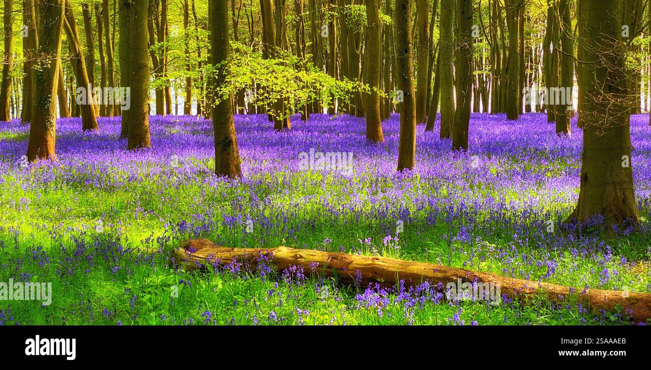Eine englische Spring Woodland-Szene mit einem Teppich aus Bluebell-Blumen. Hyacinthoides non-scripta. - Smartphone-aufgenommenes Stockfoto