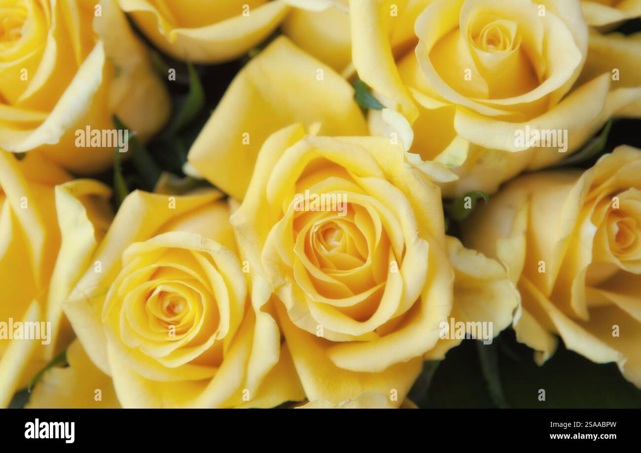 Gelbe Rosen im Blumenstrauß Stockfoto
