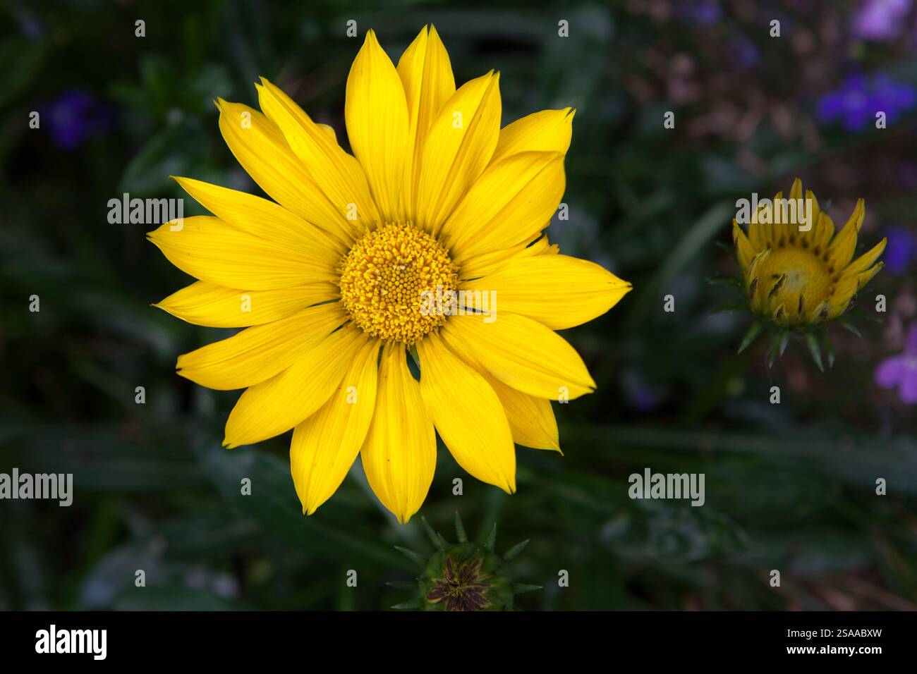 Gelbe Gazanien Blume Stockfoto