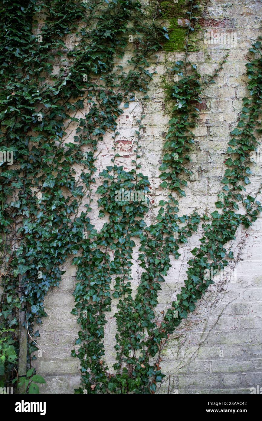 Ivy wächst an einer alten gemalten Ziegelwand auf Stockfoto