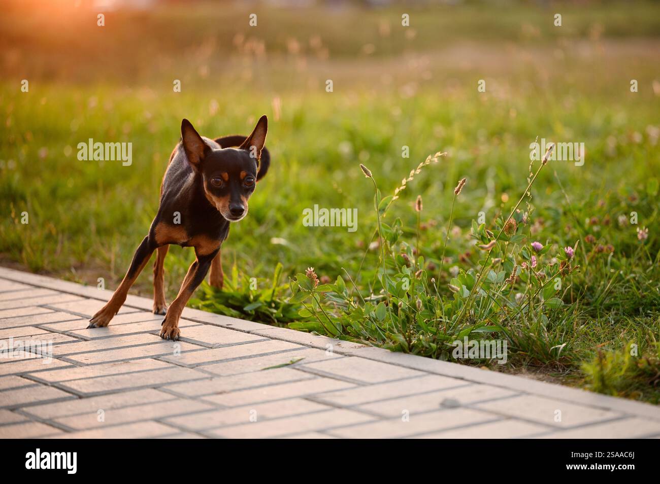 Der glatthaarige russische Spielzeugterrier-Hund läuft schnell auf dem Bürgersteig, bei Sonnenuntergang. Kleiner Hund nimmt an einem Wettkampf-Hundeschlittenrennen Teil. Konzept des schnellen Laufs Stockfoto