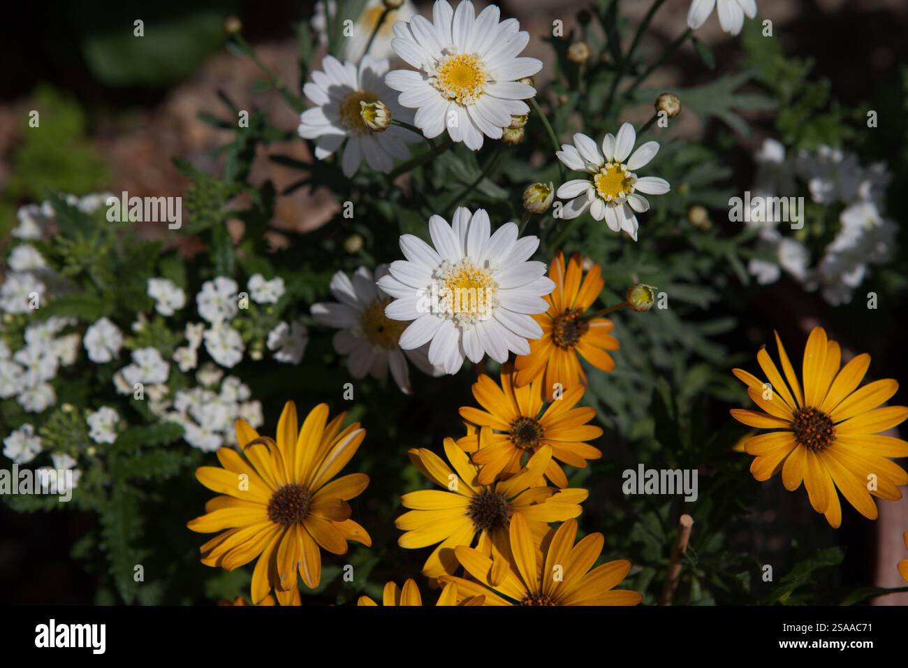 Osteospurmum und Gänseblümchen wachsen im Sommer in einem englischen Hüttengarten Stockfoto