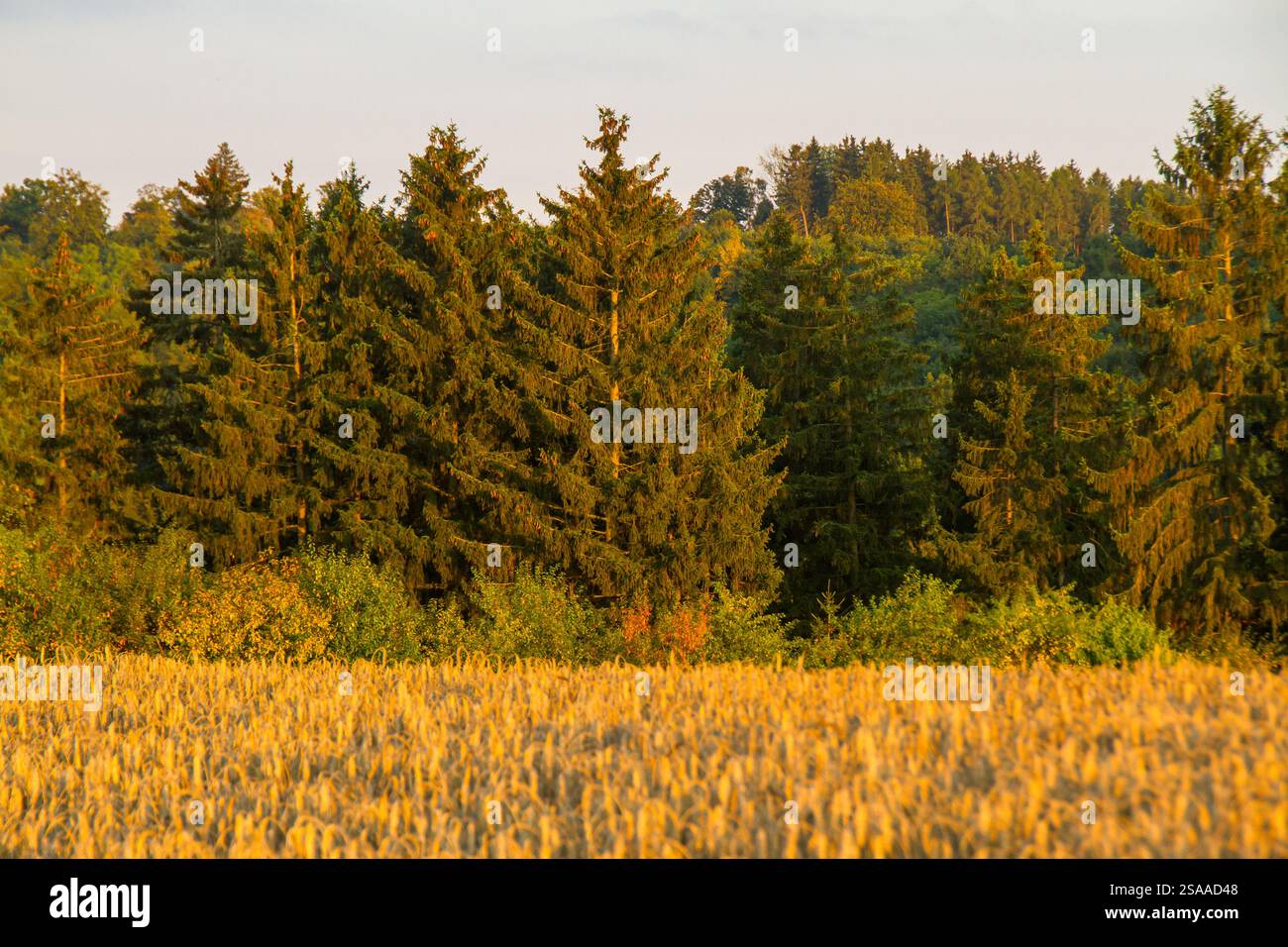 Kornfeld mit Wald im Hintergrund Stockfoto