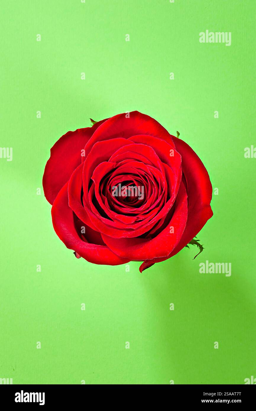 Stillleben einer roten Rose auf grünem Hintergrund Stockfoto