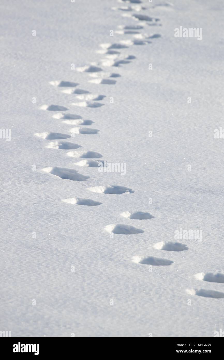 Eisbärenspuren in unberührtem Schnee in Svalbard, die in die Ferne führen. Der Eisbär Ursus maritimus ist das größte Landsäugetier in der Arktis A Stockfoto
