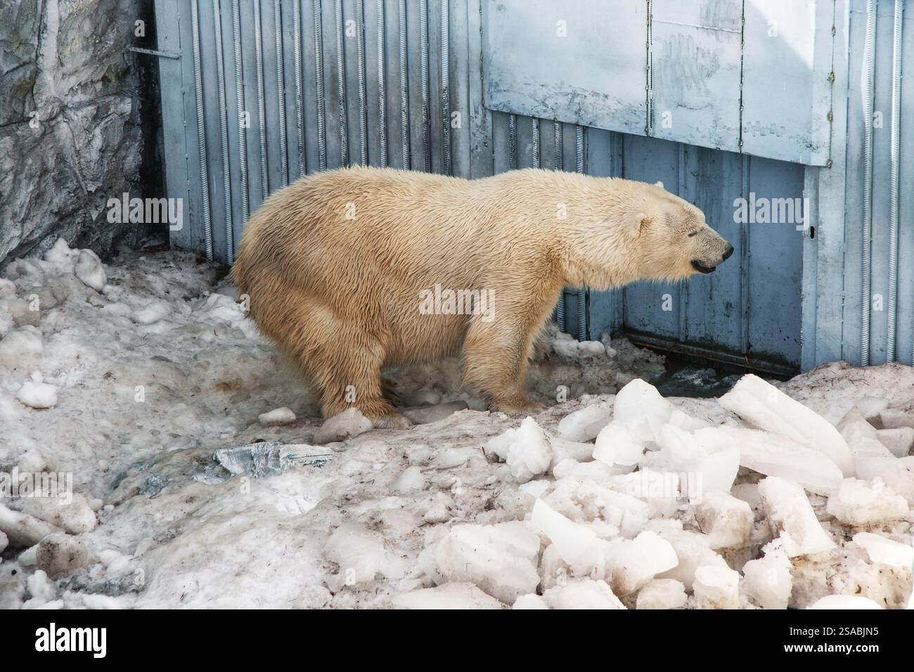 Schmutziger Eisbär auf schmutzigem Schnee im Zoo. Das Konzept der Haltung von Wildtieren in Gefangenschaft. Stockfoto