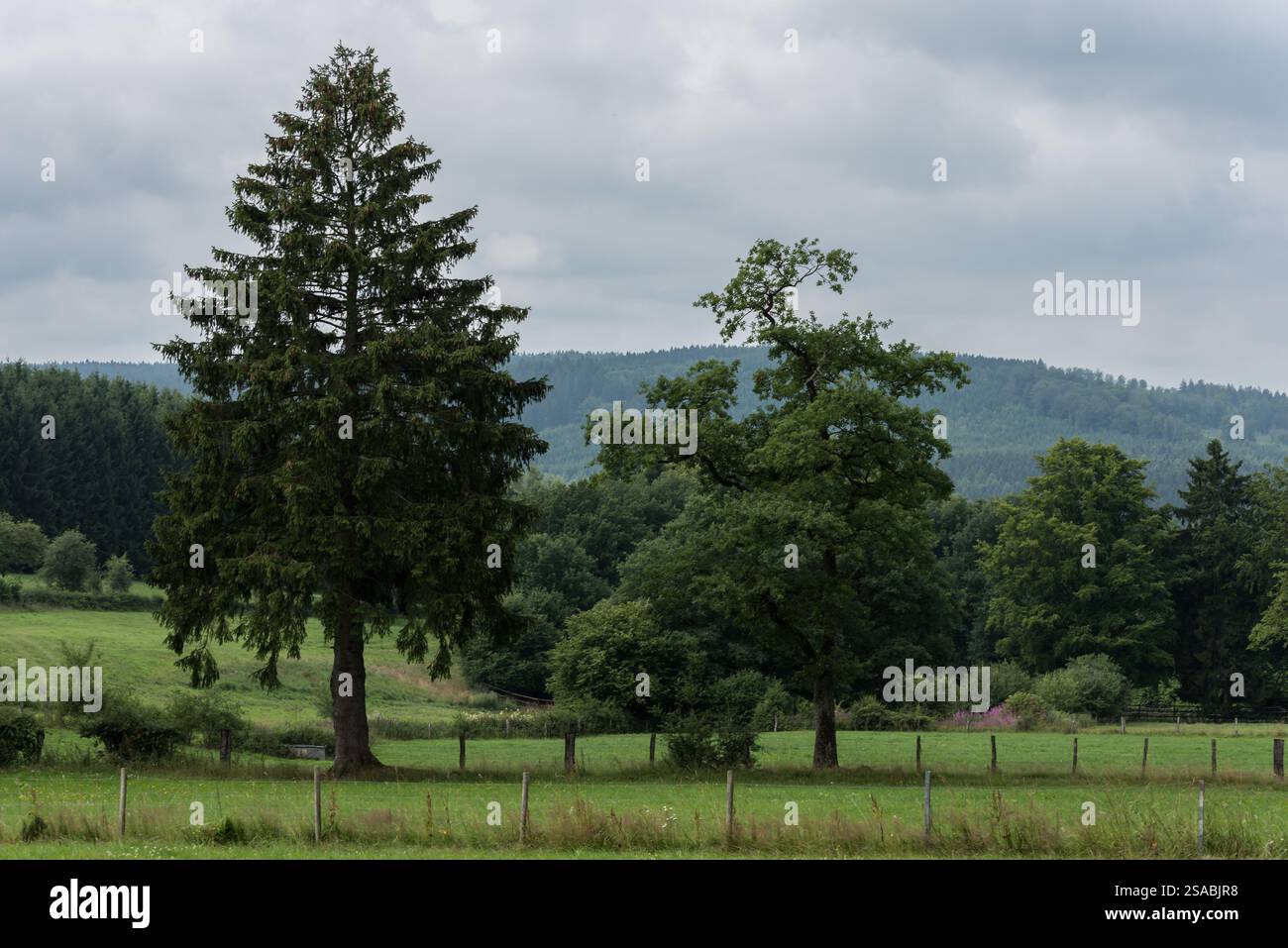 Grüne Landschaft mit Feldern und Häusern auf dem belgischen Land, Waimes, Ardennen, Wallonische Region, Belgien Stockfoto