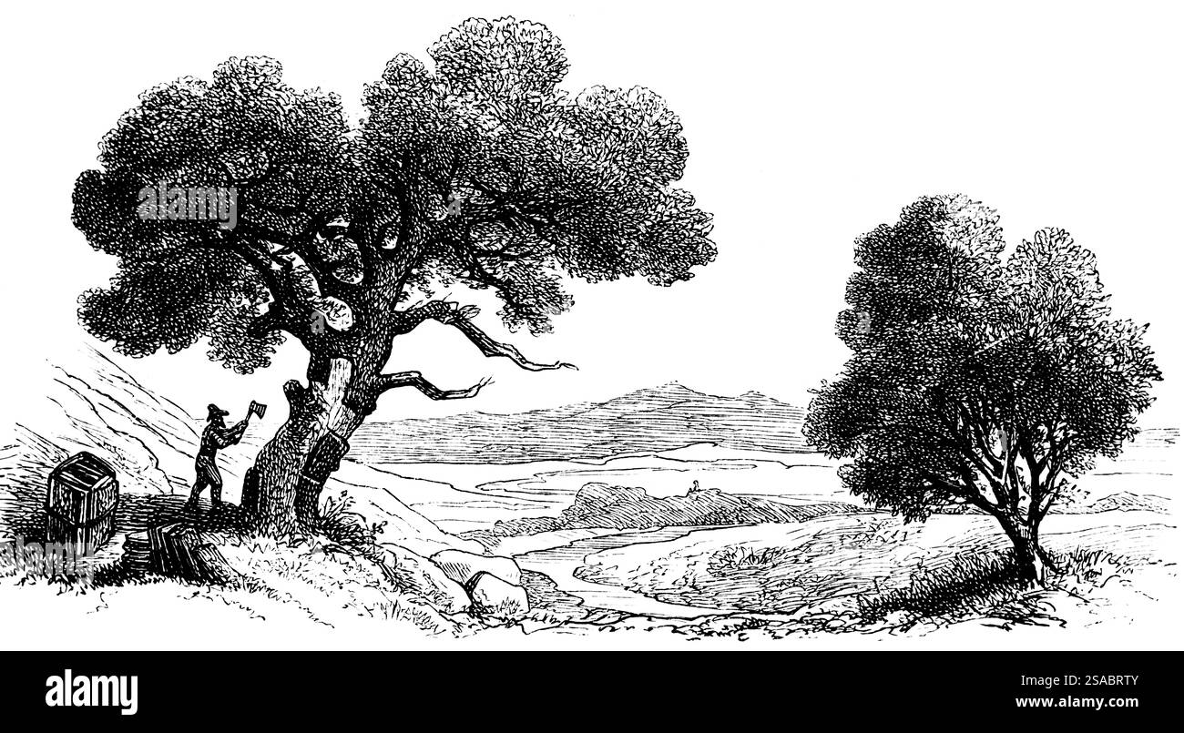 Abschneiden der Rinde einer Korkeiche (Quercus suber L.) mit einer Axt und Johannisbrotbaum (Ceratonia siliqua) in einer trockenen Landschaft, Geographie, Spanien, historisch Stockfoto