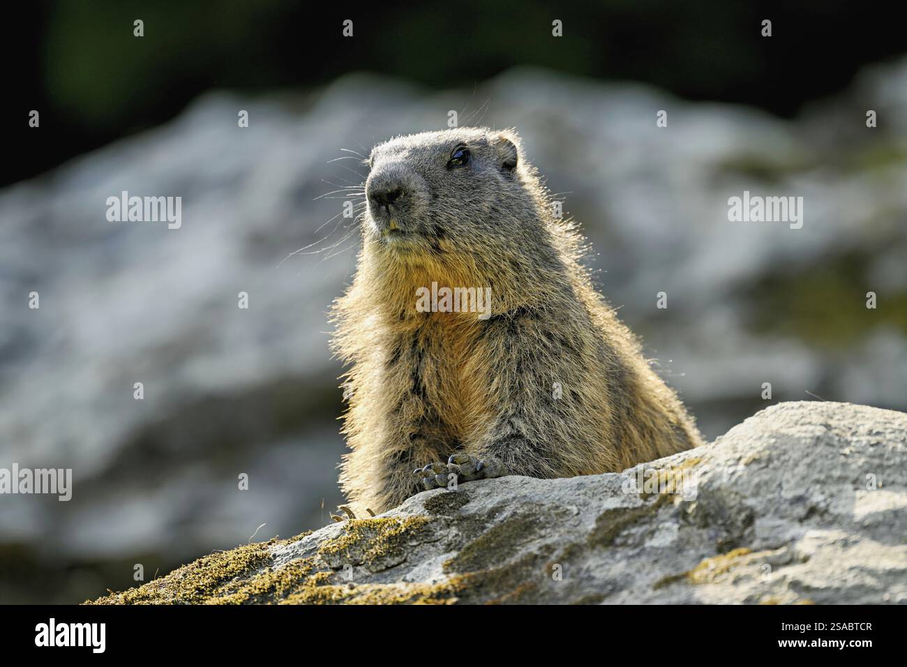 Alpenmurmeltier (Marmota marmota), auf Felsen sitzend, Schweiz, Europa Stockfoto