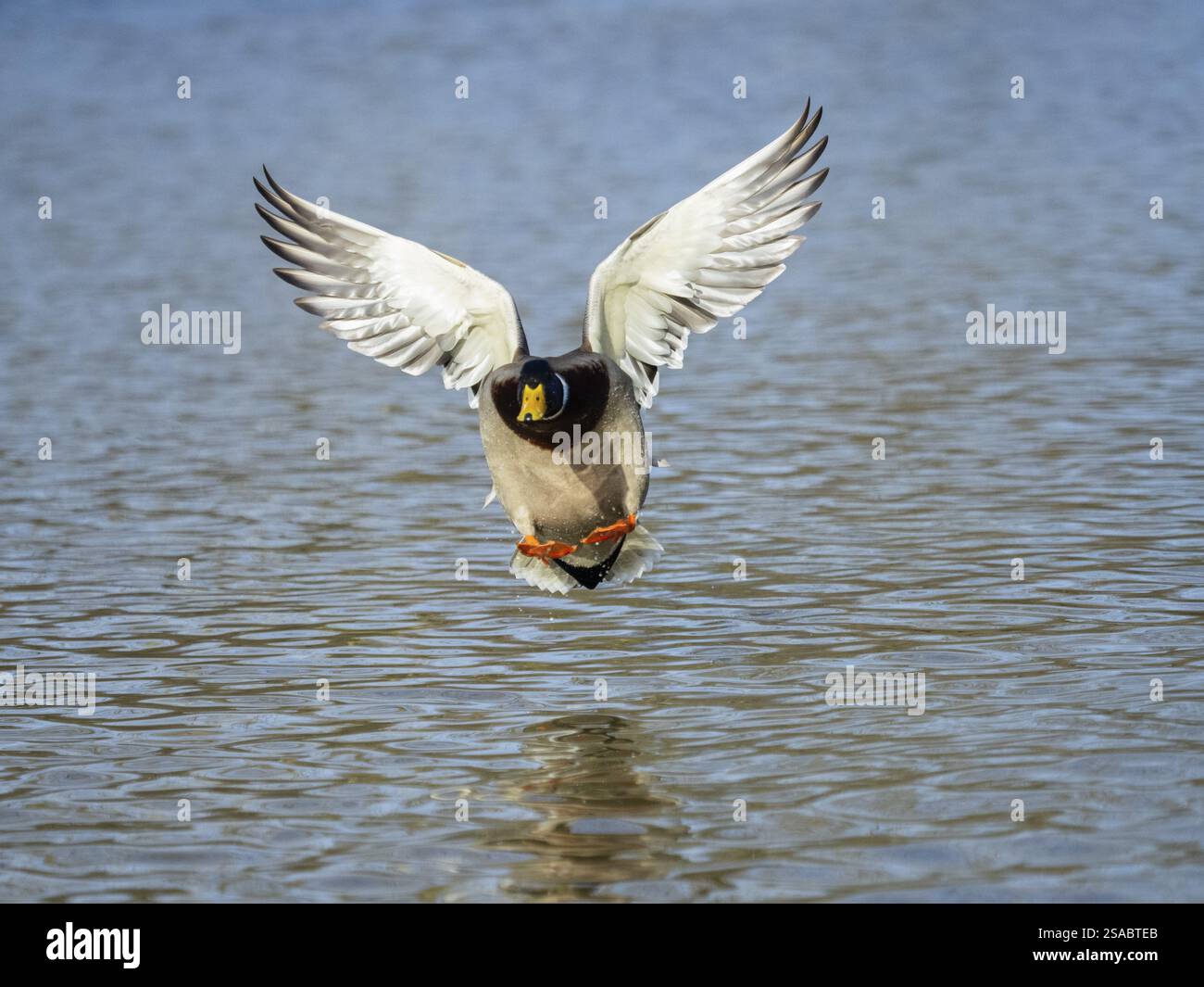 Stockenten (Anas platyrhynchos), männliche Ente im Flug, die auf einem See landet, Hessen, Deutschland, Europa Stockfoto