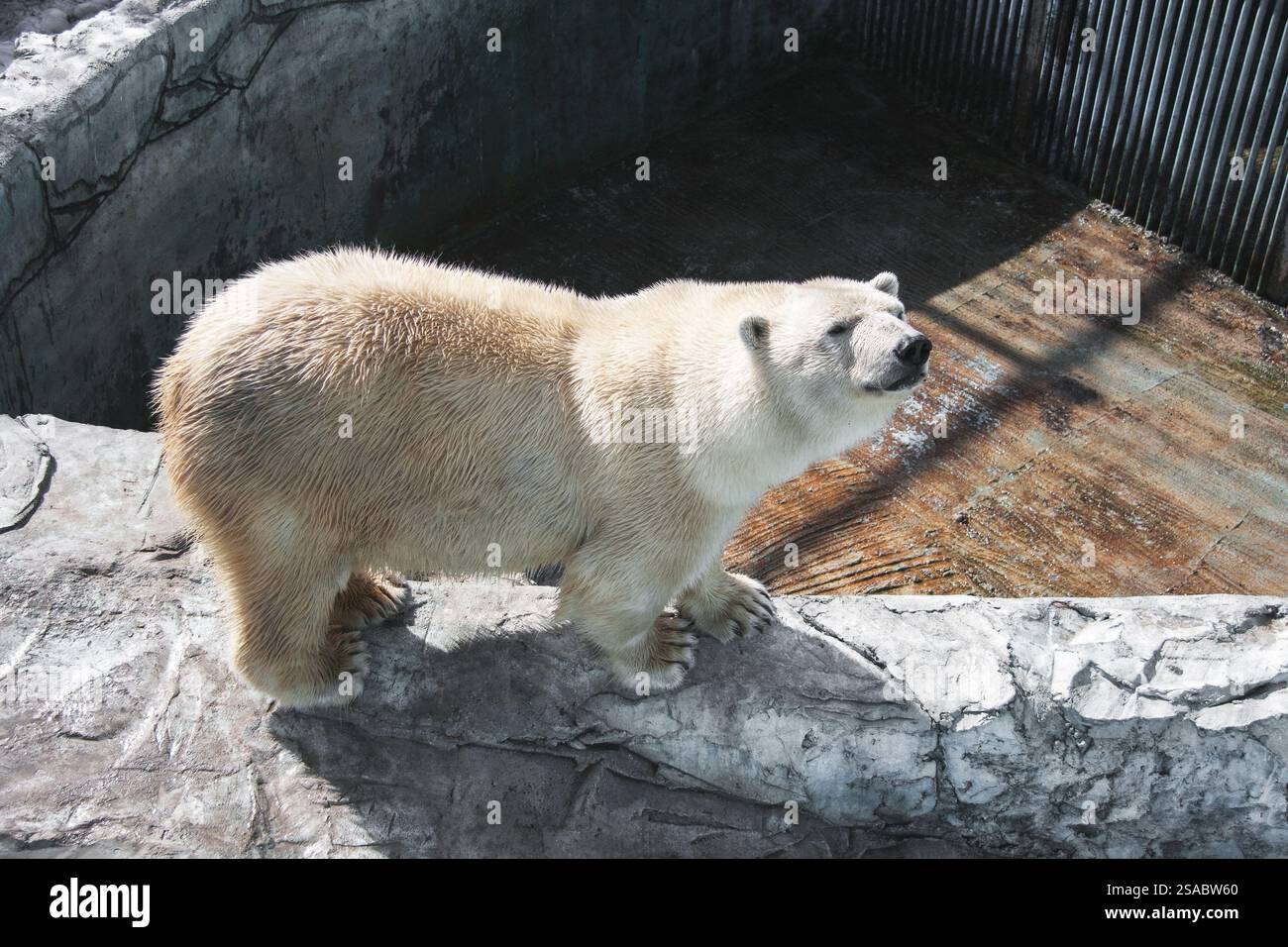 Eisbär im Zoo. Das Konzept der Haltung von Wildtieren in Gefangenschaft. Stockfoto