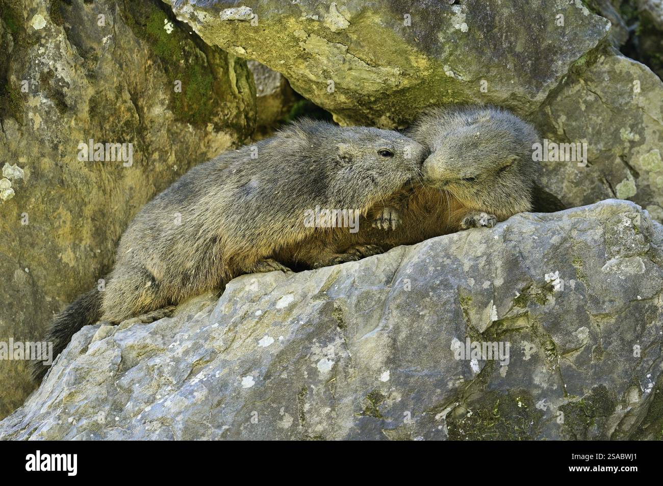 Zwei Alpenmurmeltiere (Marmota marmota), die sich gegenseitig schnüffeln, Schweiz, Europa Stockfoto