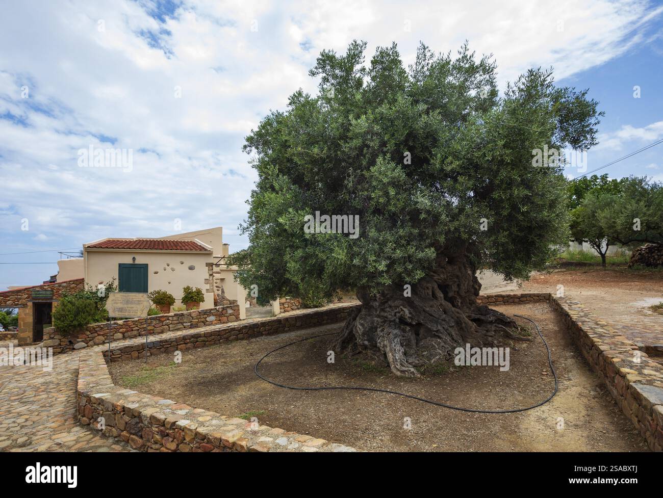 Welt lteste Olivenbaum (Olea europaea), 4000 Jahre alt, Santo Baltolu di  Carana bei Luras, Lago di Liscia, Gallura, Sardinien, Italien  Stockfotografie - Alamy