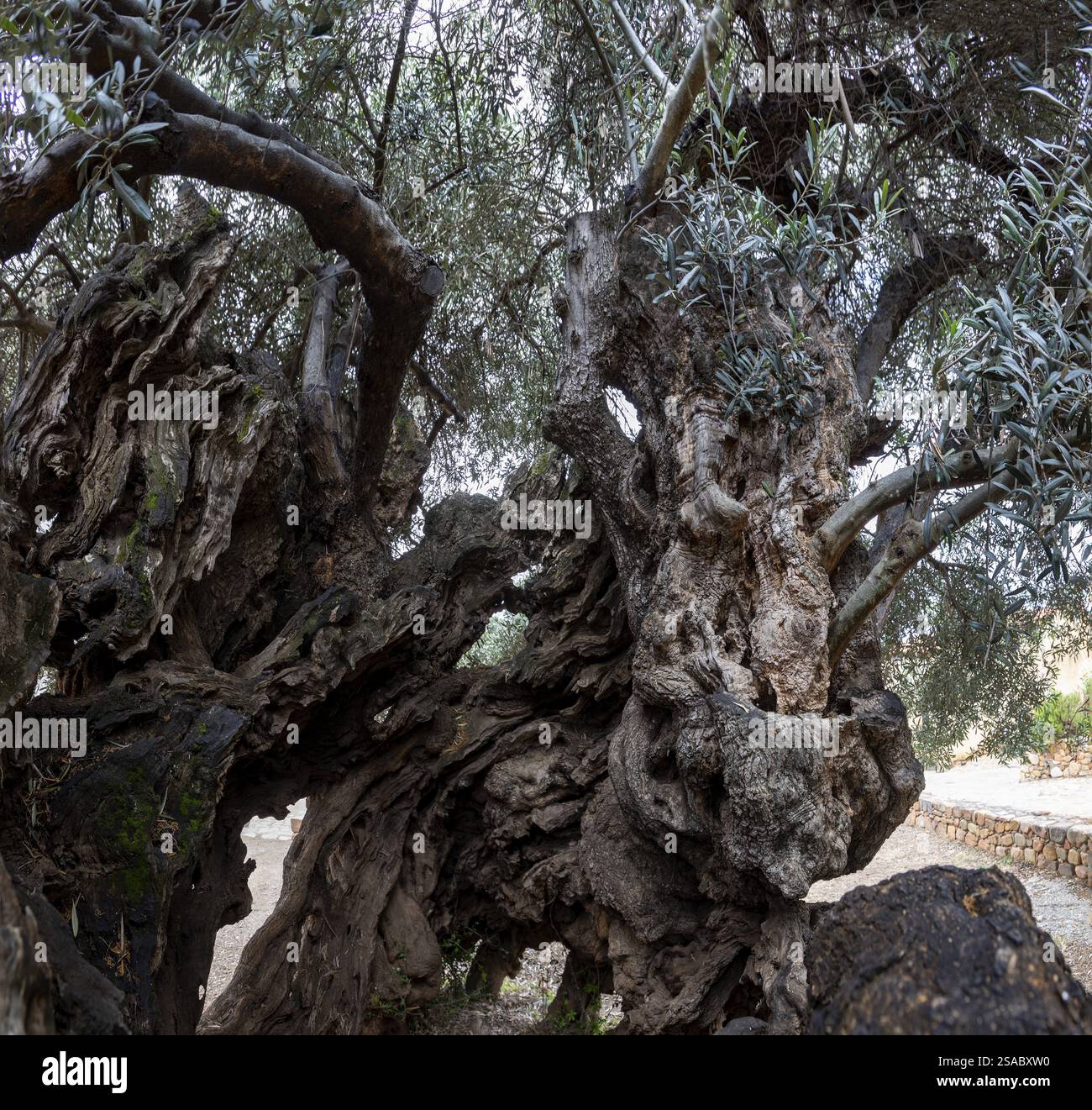 Welt lteste Olivenbaum (Olea europaea), 4000 Jahre alt, Santo Baltolu di  Carana bei Luras, Lago di Liscia, Gallura, Sardinien, Italien  Stockfotografie - Alamy