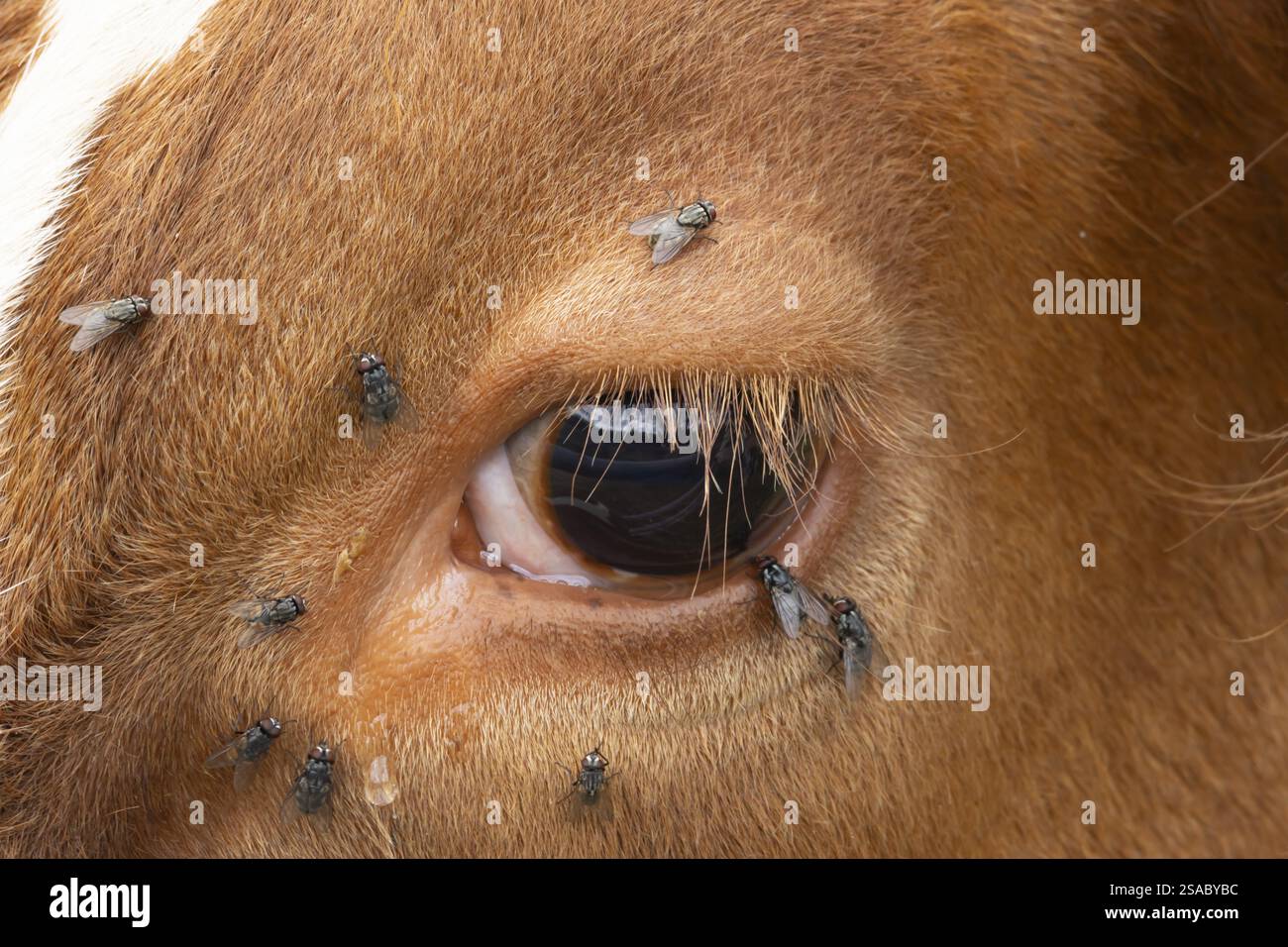 Hausrinder oder Kuh (Bos taurus) ausgewachsenes Nutztier aus der Nähe des Auges mit Fliegen um es herum, England, Vereinigtes Königreich, Europa Stockfoto