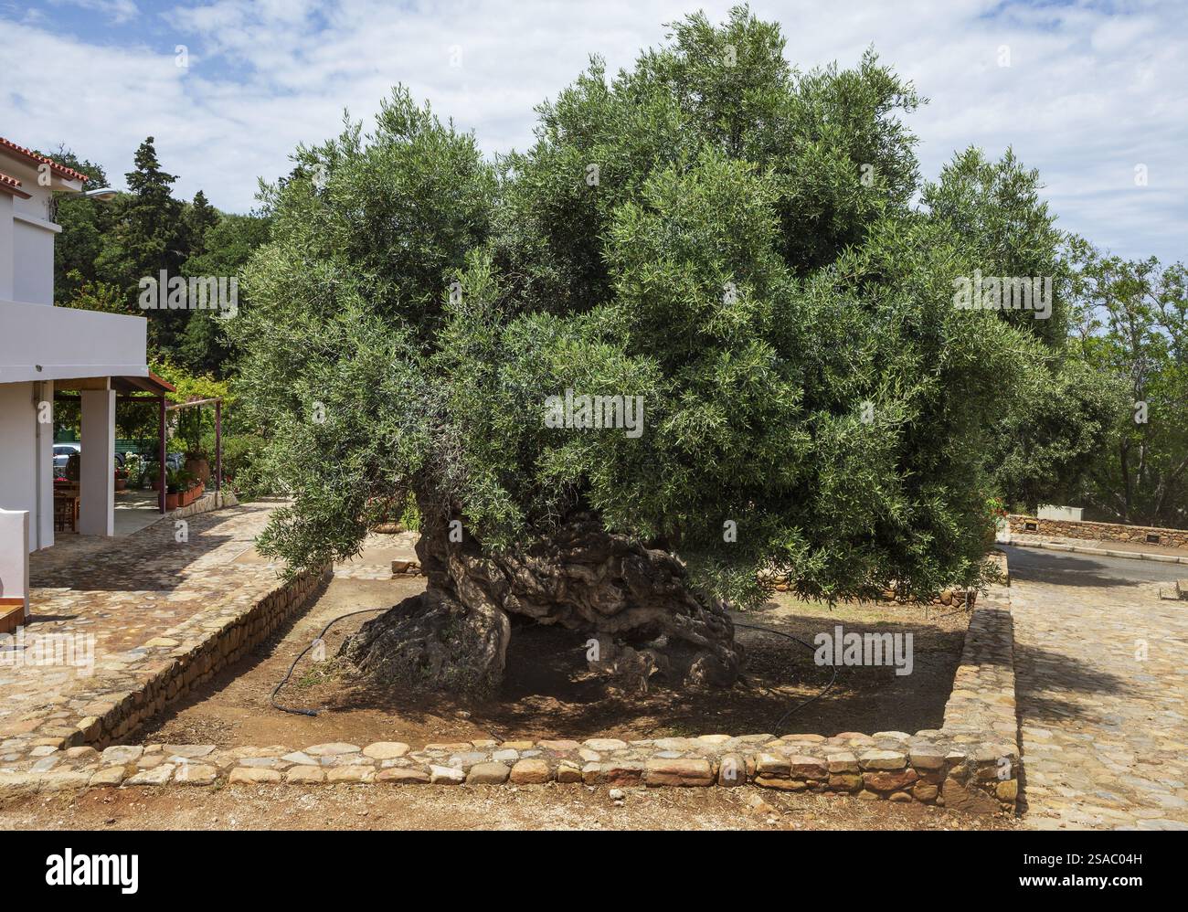 ltester olivenbaum der welt -Fotos und -Bildmaterial in hoher Auflsung   Alamy