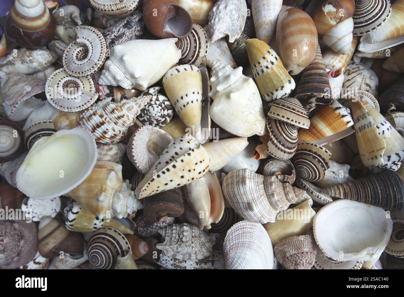 Verschiedene meeresmuschelarten -Fotos und -Bildmaterial in hoher ...