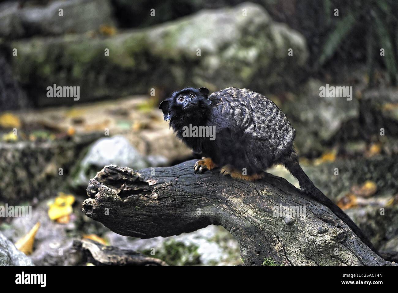 Ein Tamarin mit goldener Hand (Saguinus midas) auf einem Baum Stockfoto