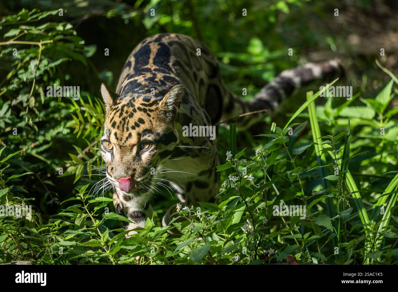 Wolkiger Leopard (Noefelis nebulosa) leckt Lippen, Waldkatze in der Familie Felidae, einheimische Regionen: Nordostindien und Bhutan, Festland Southeas Stockfoto