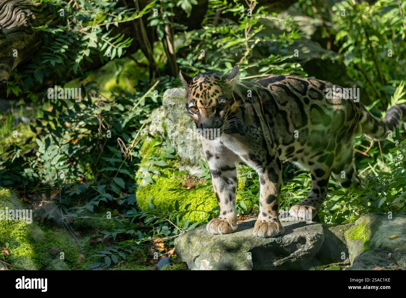 Wolkenleopard (Noefelis nebulosa), Wildkatze aus dem Regenwald der Familie Felidae, Heimatregionen: Nordostindien und Bhutan, Südostasien, S Stockfoto