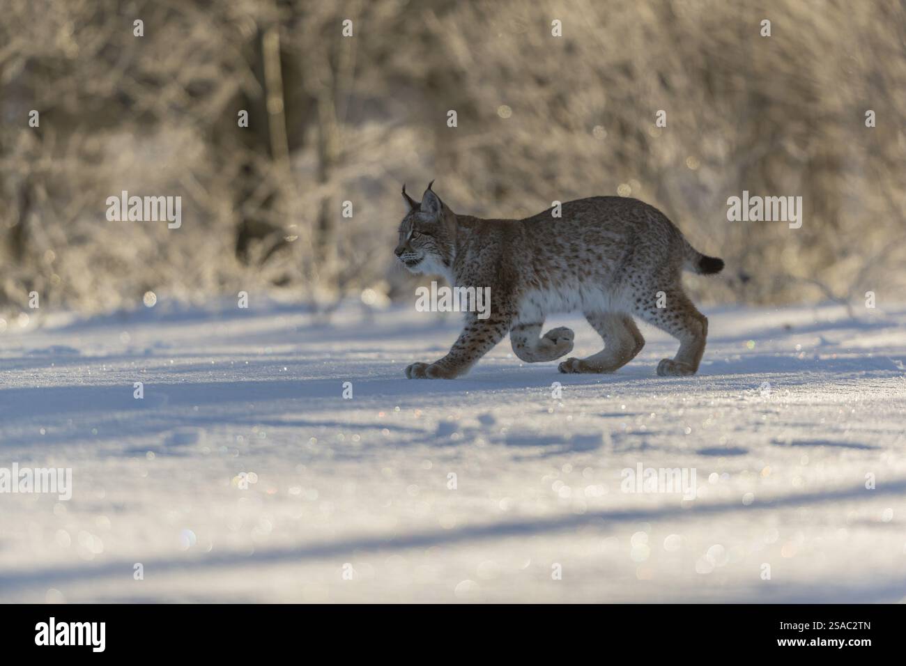 Ein junger männlicher Eurasischer Luchs (Lynx Luchs), der im frühen Morgenlicht über eine schneebedeckte Wiese mit einem Wald im Hintergrund läuft Stockfoto