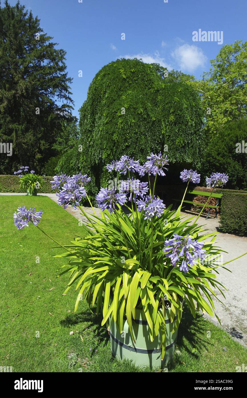 Sommer im Park, Potsdam Stockfoto