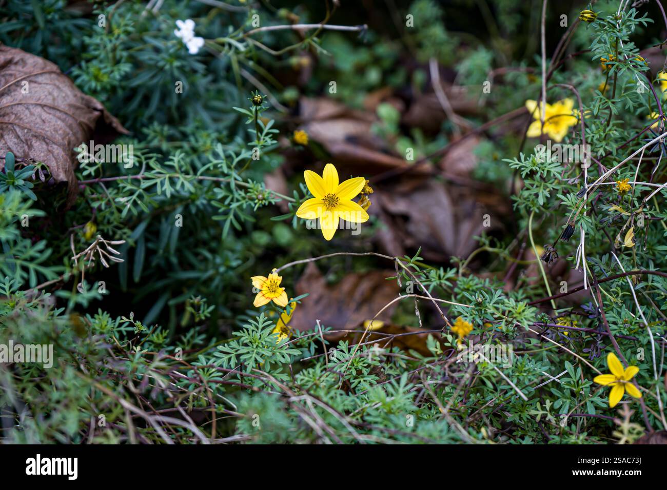 Photo de bidens de couleur jaune pris en macro sur un Fond vert Stockfoto