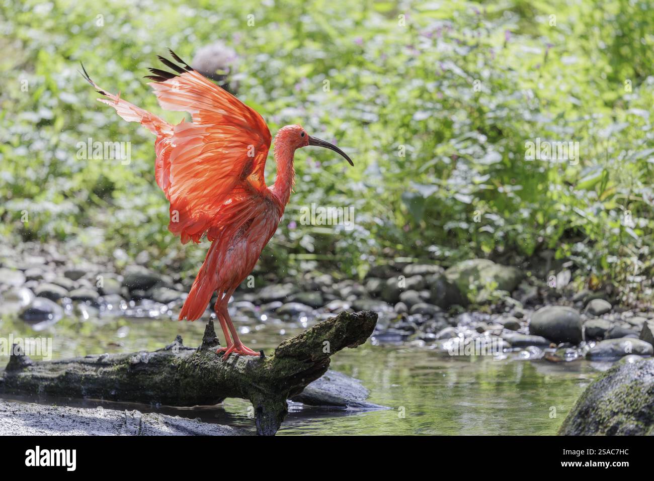 Ein Scharlach Ibis (Eudocimus ruber) steht am Flussufer und schlägt seine Flügel in der wunderschönen Hintergrundbeleuchtung Stockfoto
