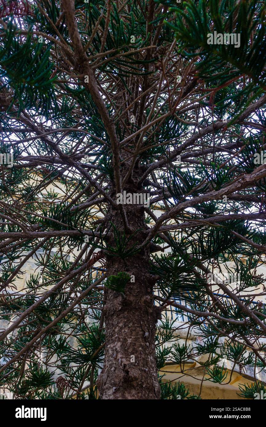 Nahaufnahme der üppigen immergrünen Baumzweige mit dichtem Laub in natürlicher Umgebung Stockfoto