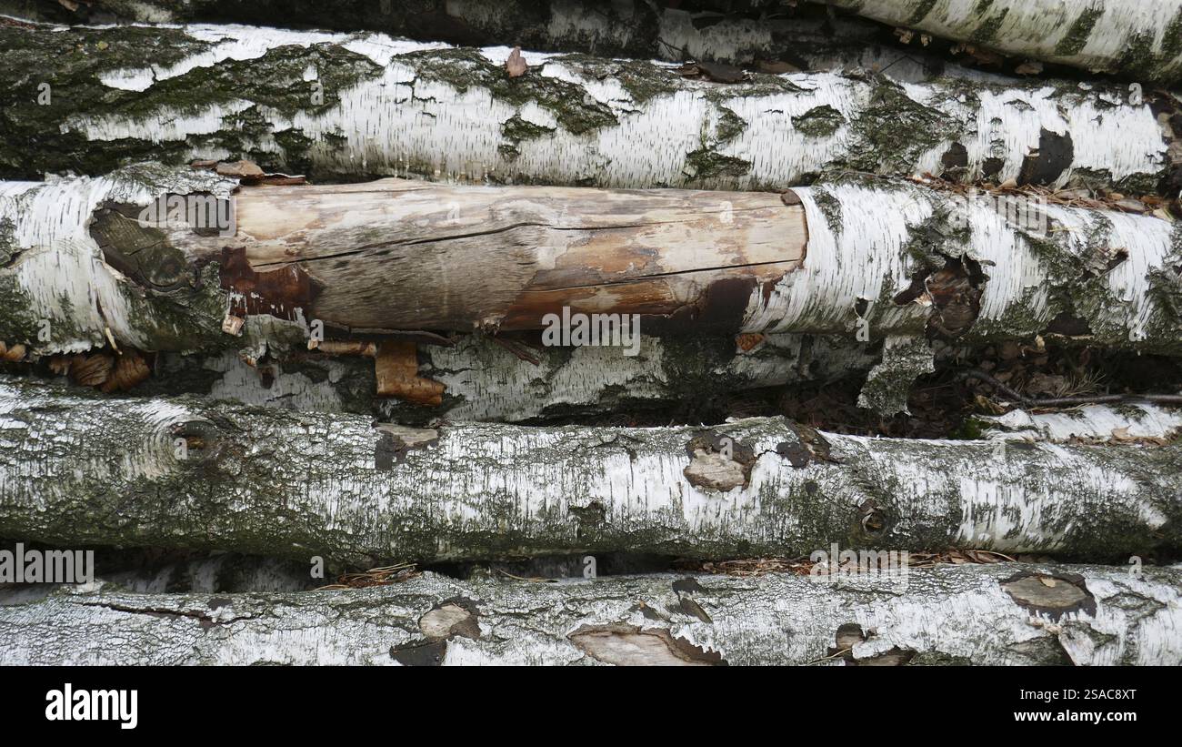Birke-Stämme Stockfoto