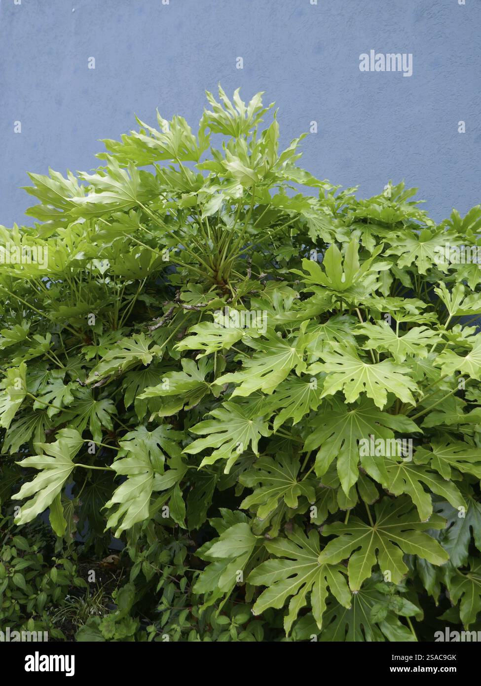 Exotische Fatsia Japonica auf Helgoland Stockfoto
