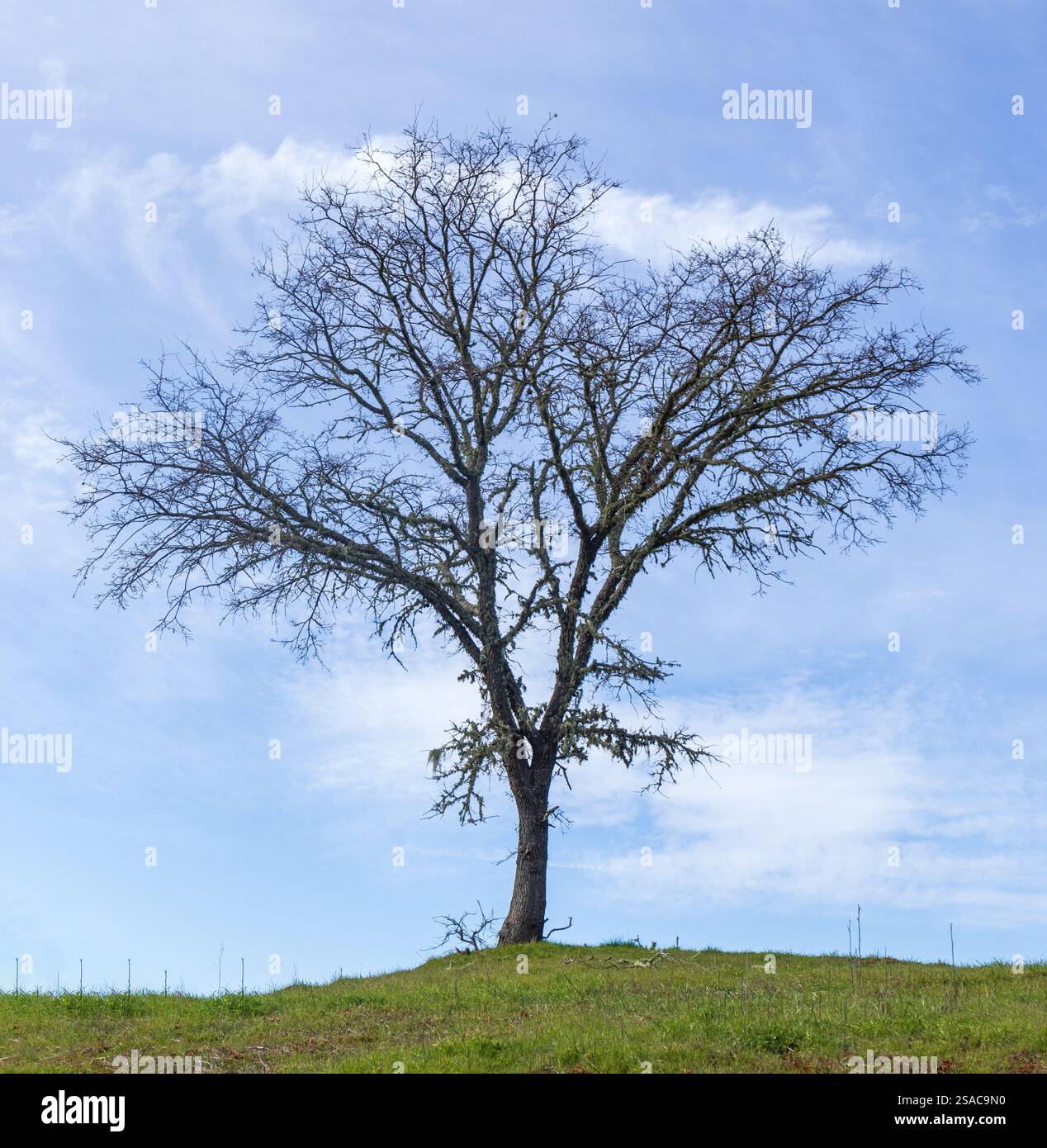 Blue Oak oder Valley Oak auf einem Hügel. Briones Reservoir, Contra Costa County, Kalifornien. Stockfoto