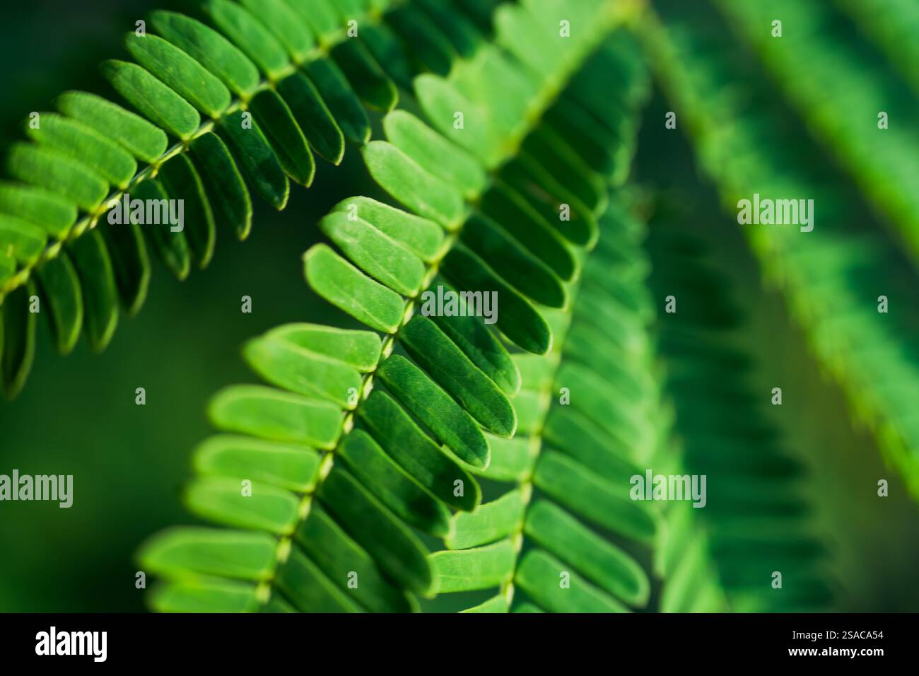 Großaufnahme lebendige grüne Blätter Pflanze im tropischen Garten natürliche Textur Hintergrund Stockfoto