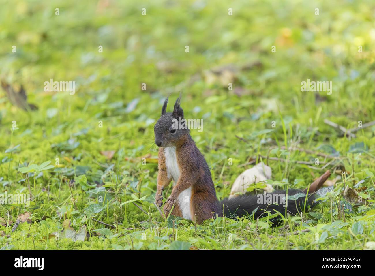Ein Eichhörnchen oder eurasisches Eichhörnchen (Sciurus vulgaris) sitzt auf einer Wiese und beobachtet seine Umgebung sorgfältig Stockfoto