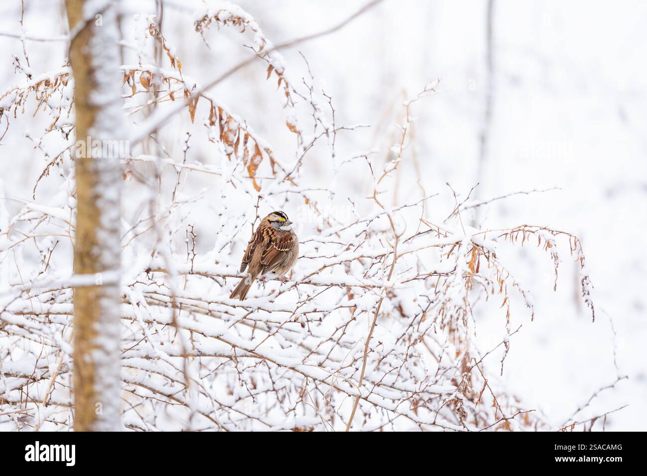 Spatzen auf Ast im Winter Stockfoto