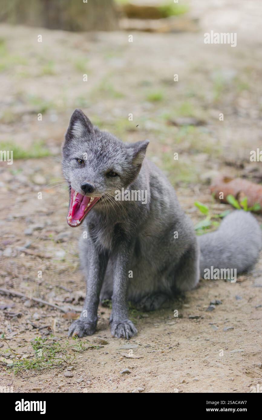 Porträt eines jungen Polarfuchses (Vulpes lagopus), (Weißfuchs, Polarfuchs oder Schneefuchs), der auf trockenem Boden sitzt und gähnt Stockfoto
