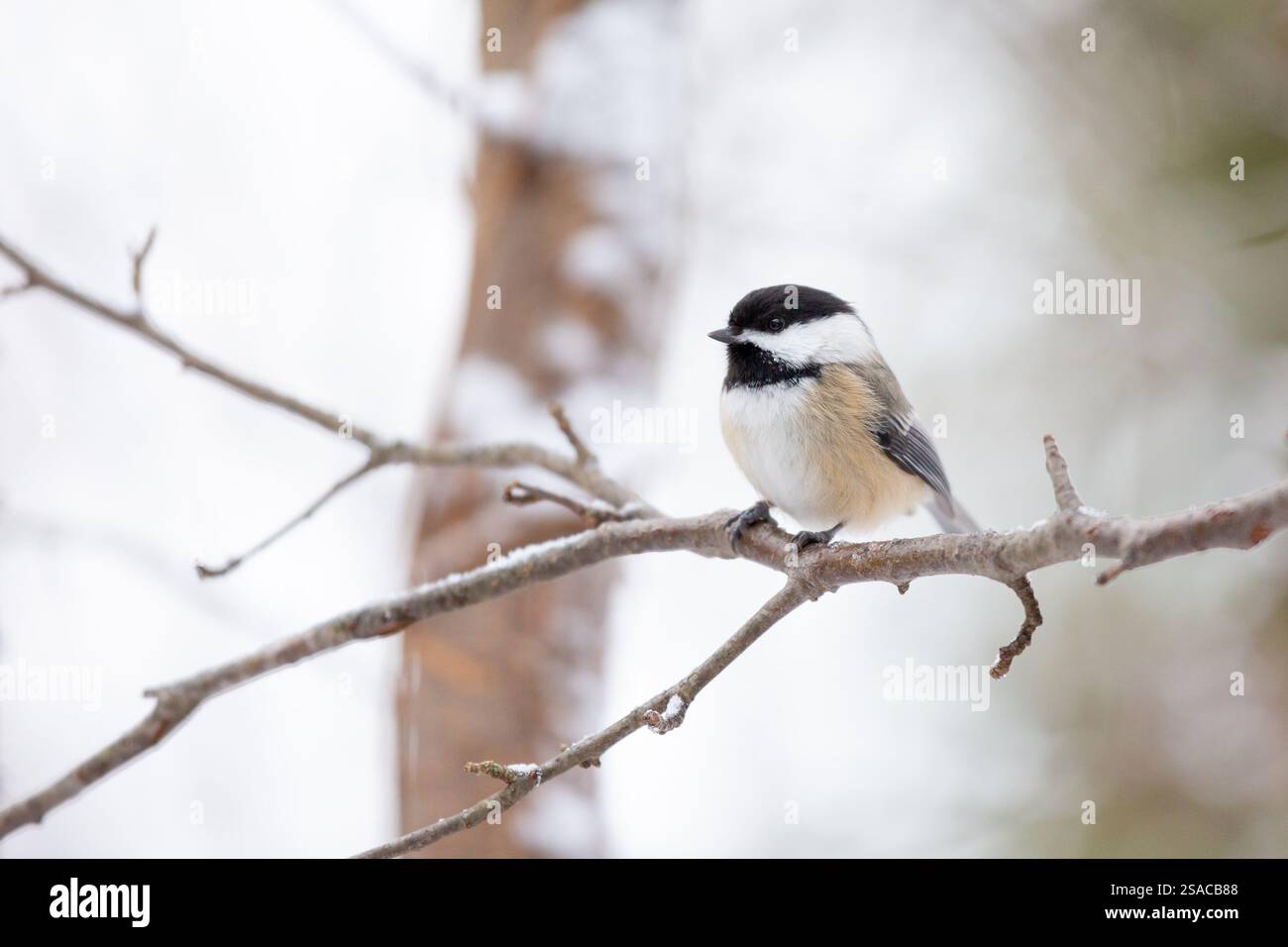 Schwarz begrenzt Meise im winter Stockfoto