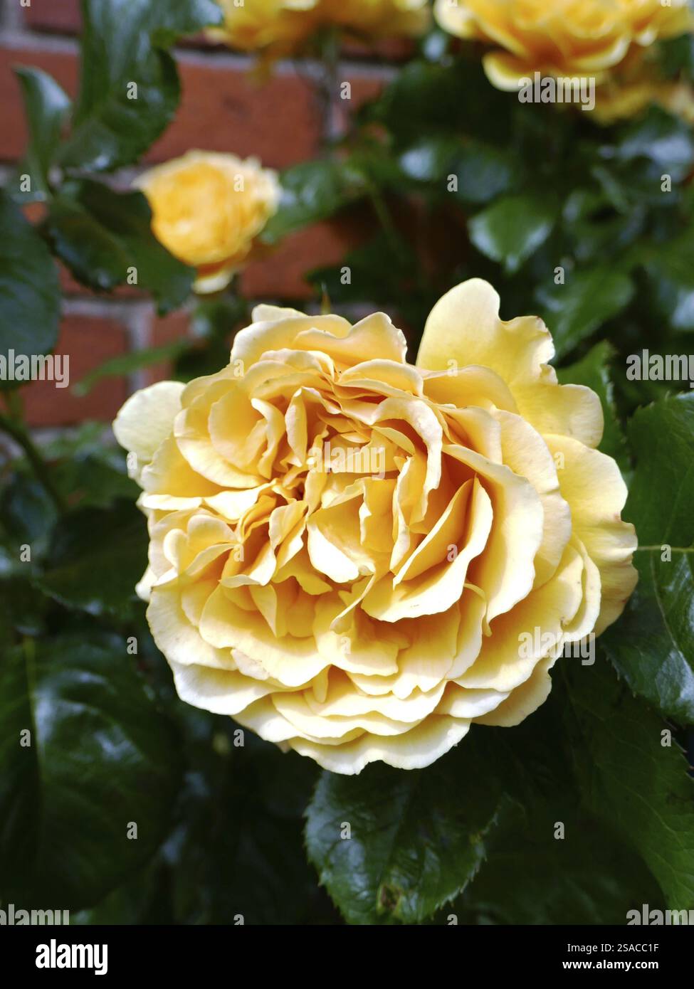 Gelbe rose Stockfoto