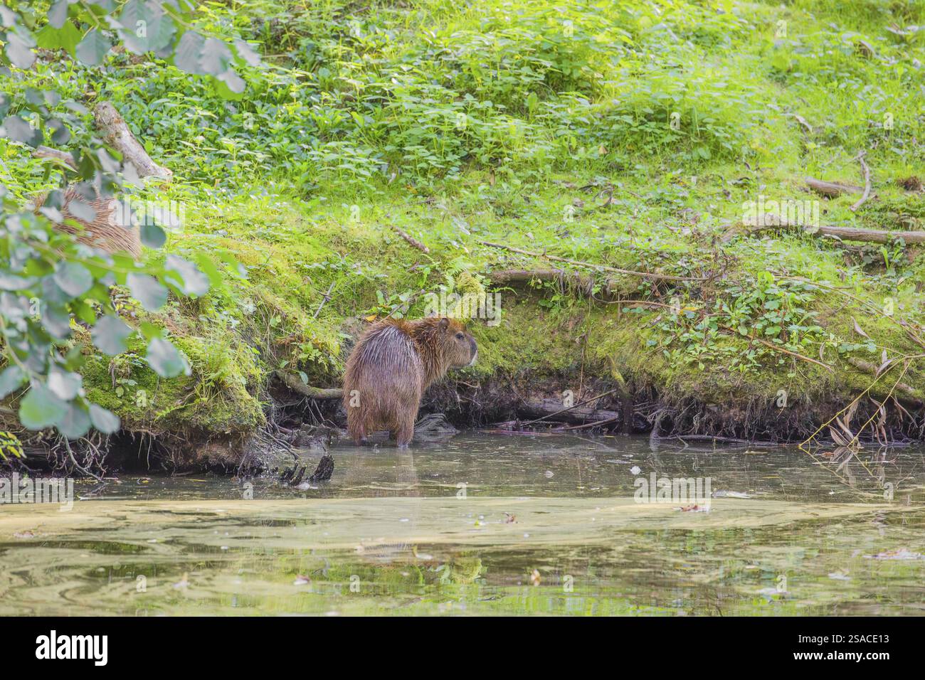 Eine (größere) Capybara (Hydrochoerus hydrochaeris) sucht in der dichten Ufervegetation eines Flusses nach Nahrung Stockfoto