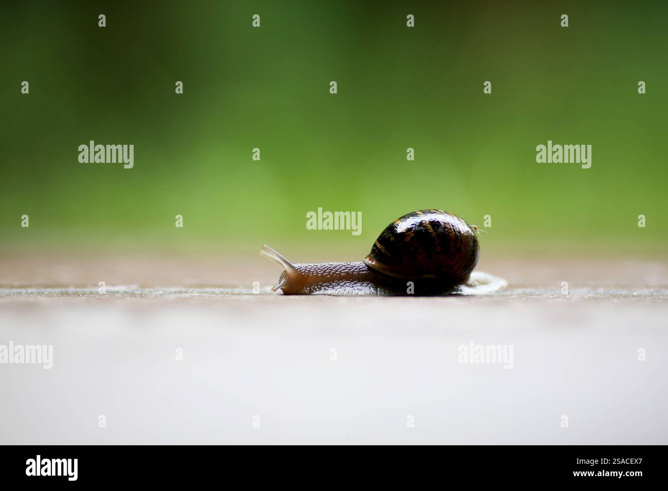 Seitenansicht einer Schnecke an einem regnerischen Tag Stockfoto