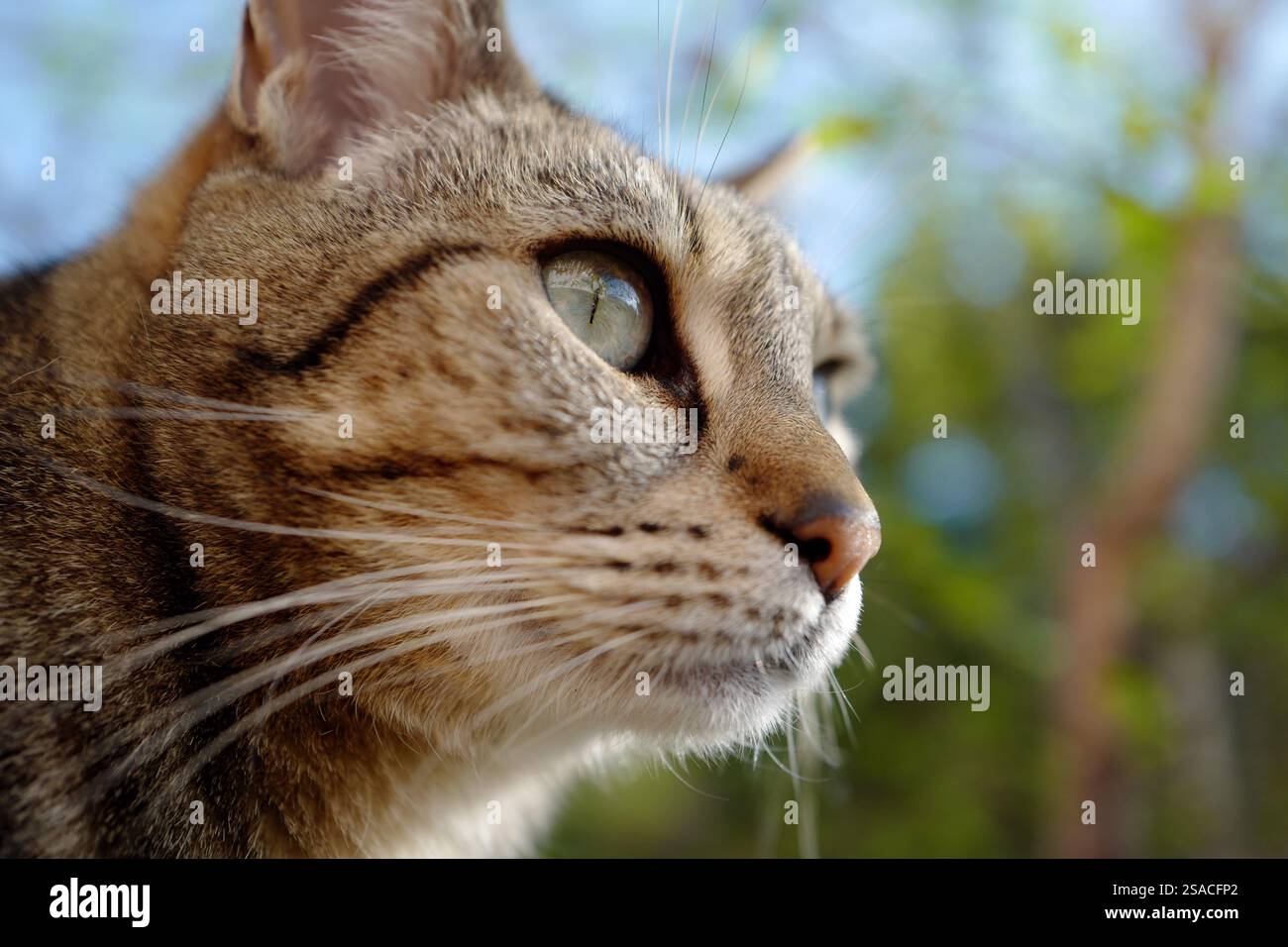 Porträt einer Katze, die neugierig und neugierig aussieht Stockfoto