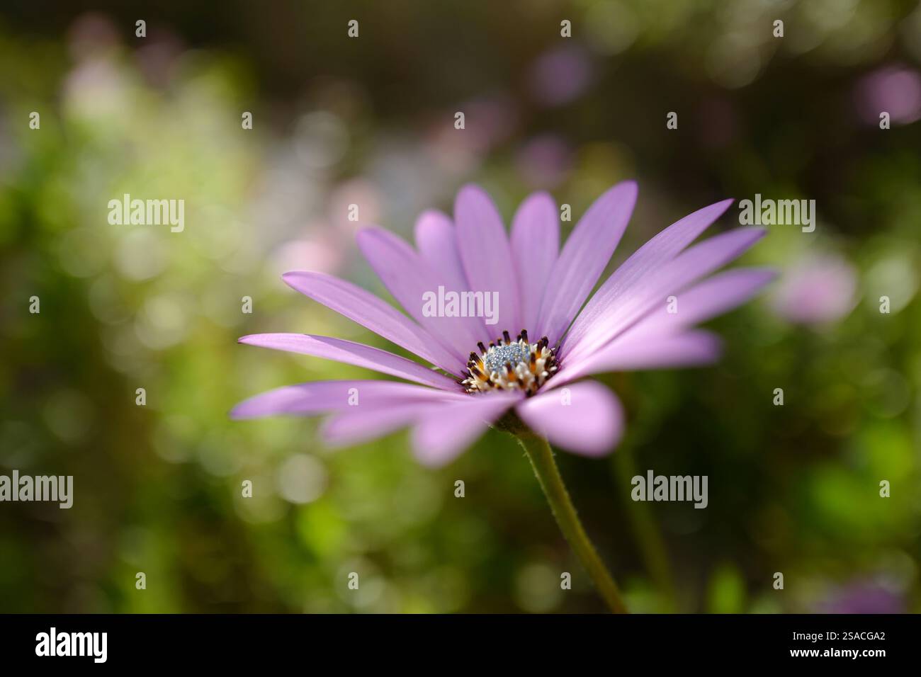Eine rosafarbene Blume - Dimorphotheca ecklonis - blüht im Frühling. Stockfoto