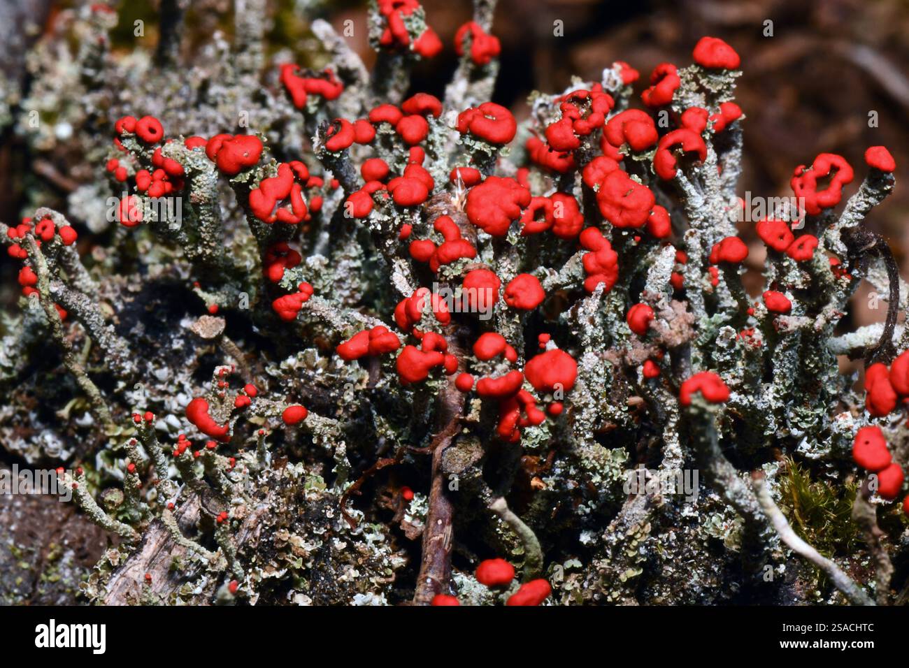 Die hellroten Fruchtkörper der Flechte „Cladonia Floerkeana“ wachsen auf den verrottenden Baumstümpfen in einem Wald an der Grenze zu Somerset Wiltshire. Stockfoto