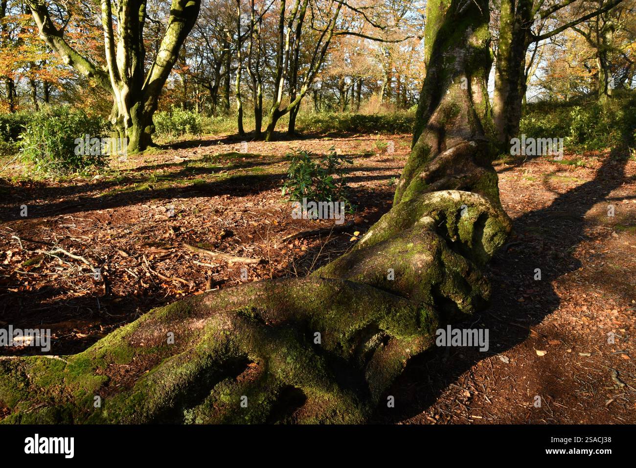 Sonnenlicht auf dem knorrigen Rückenstock einer Birke zwischen den Buchen eines Mischwaldes im Herbst an der Grenze zu Somerset Wiltshire. Stockfoto
