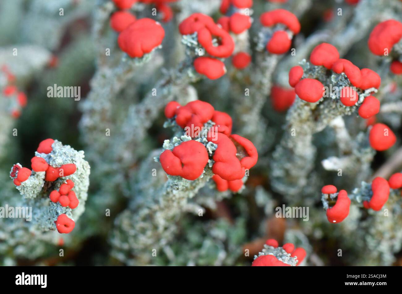 Nahaufnahme der hellroten Fruchtkörper der Flechte „Cladonia Floerkeana“, die auf den verfaulenden Baumstümpfen in einem Wald auf der Somerset Wiltsh wächst Stockfoto